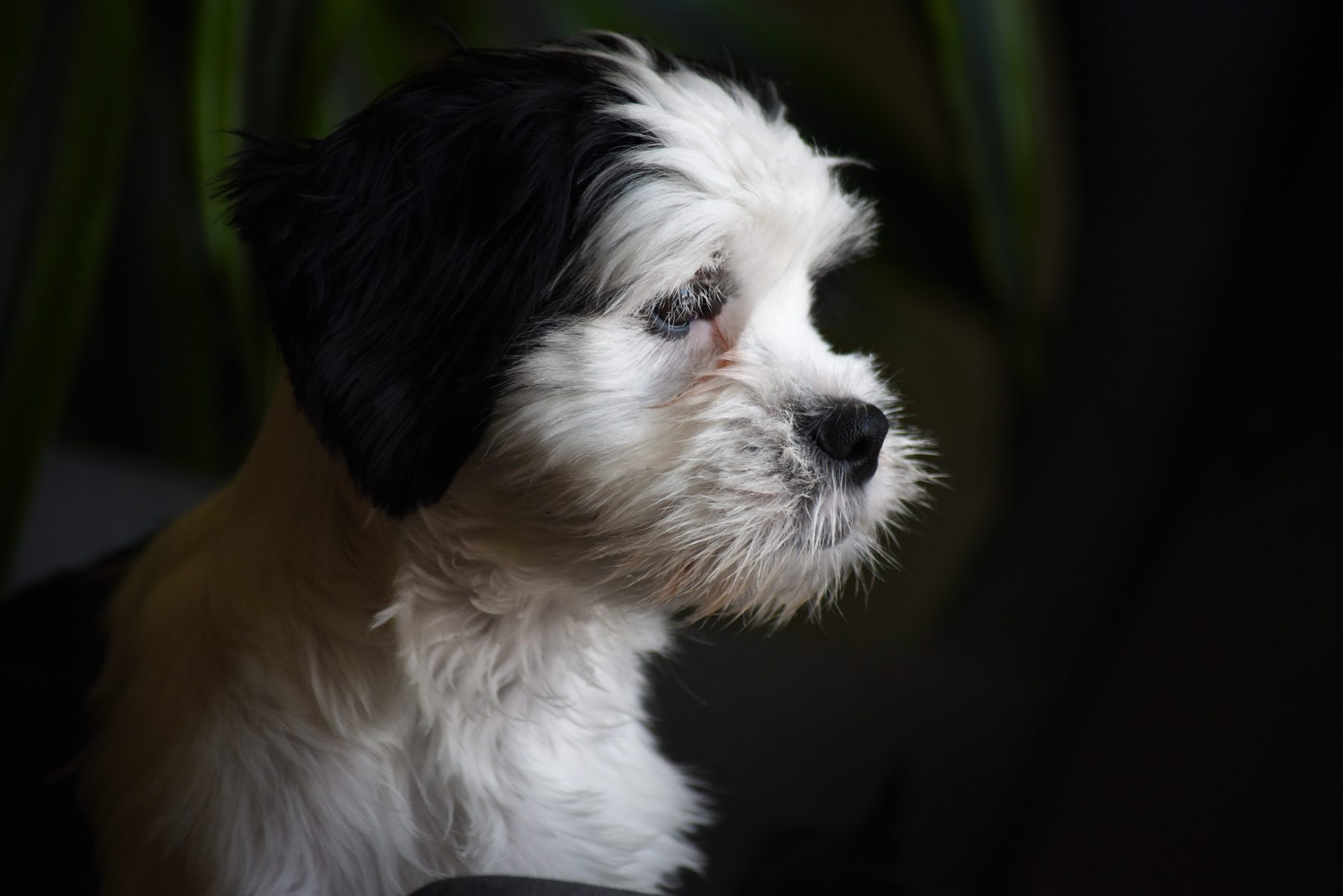 Paws and Poses: Unleashing Creativity in Dog Photography