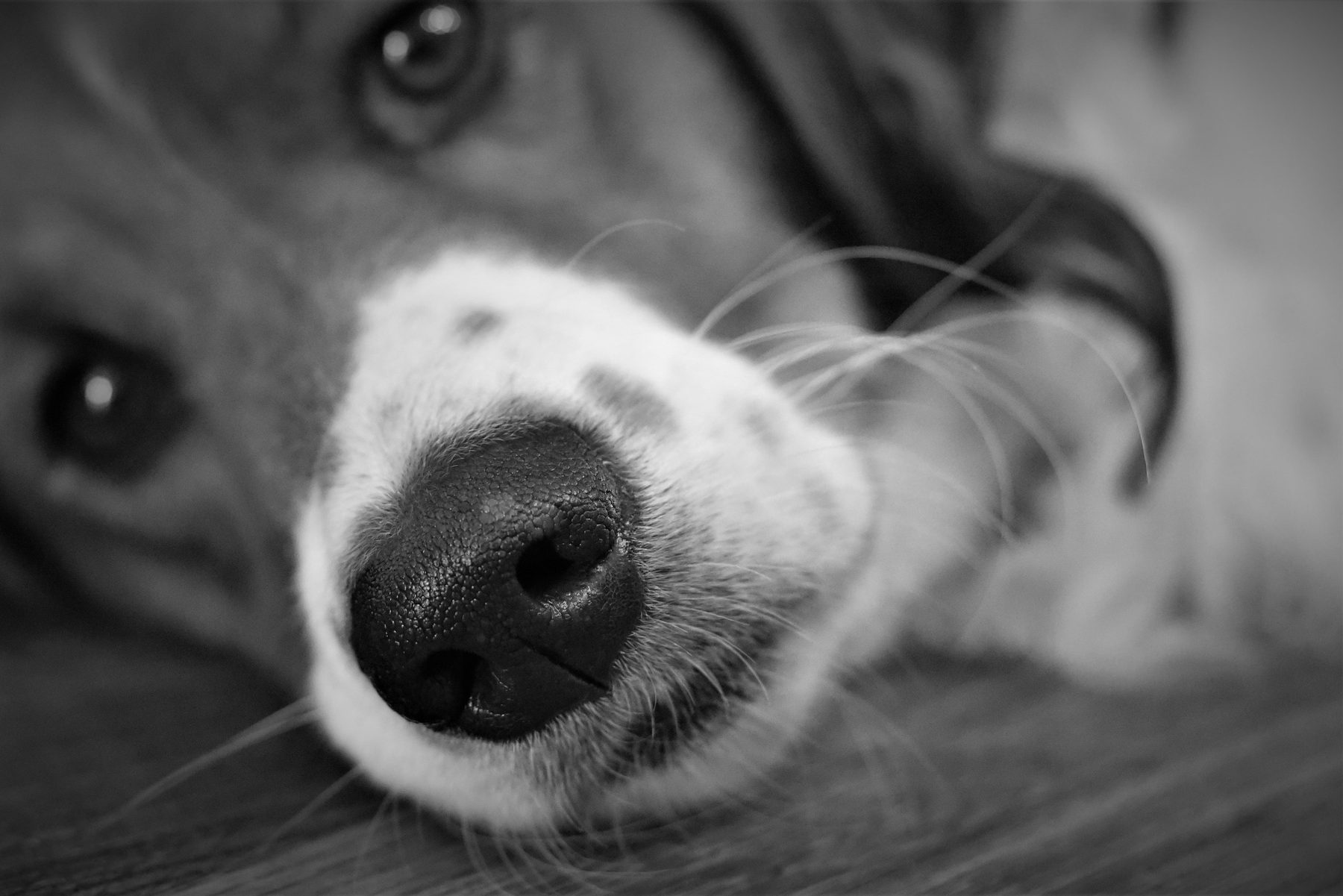 How To Choose A Pet Photographer